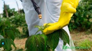 ВОТ как я ПОБЕДИЛ ежевику на участке! Работает безотка