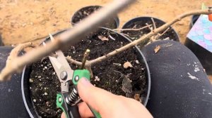 Обрезаю метельчатые гортензии: Graffiti, Bonfire и Красу Леск?