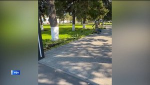 В сквере имени Николая Гастелло в Уфе высадили более 300 кустов кизильника