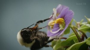 Хитрый Полосатый Захватчик с Неблагодарными Детьми - ?