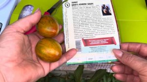 ТОМАТ «АТОМНЫЙ ВИНОГРАД БРЕДА»