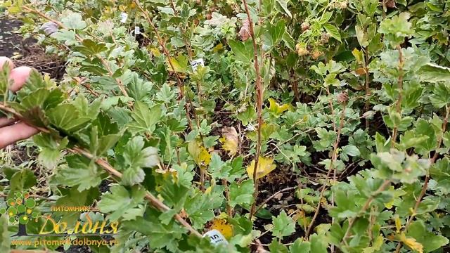 Саженцы 2022 смотреть онлайн