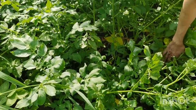 Копаю картофель. Ранний урожай картофеля Гала и Ирбит? смотреть онлайн