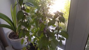 базилик на подоконнике 🌿🌿🌿
