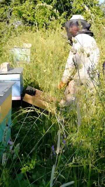 Рой пчел получает новый домик. смотреть онлайн