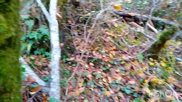 Прогулка в лес 20.11.2024 опята ещё растут. Сочи Лазаревски смотреть онлайн