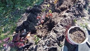 3 октября. Пересадка ремонтантной малины Жар-птица.