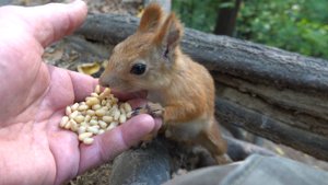 Покормил Рыжую и Белку с хвостиком. Зарисовка