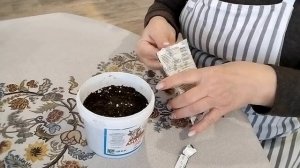 Выращивание цинерарии на рассаду в домашних условиях