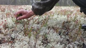 Ручной сбор черники