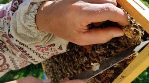 ИЗОЛЯЦИЯ МАТКИ НА МЕДОСБОР.  БЕЗРАСПЛОДНЫЙ ПЕРИОД. ЭФФ