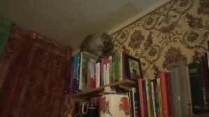 Макс залез на полку Июнь 2019