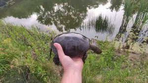 Садовый пруд на участке даче своими руками для развед?