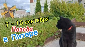 Сентябрьская Жара: Коты Предсказали! Обзор Погоды в Санкт-Питербуоге/10 сентября/Петровская Мельница