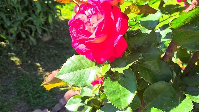 321 #Розы и другие цветы в Ленинградской области 10 июля 2 смотреть онлайн