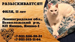 Пропал кот! ФИЛЯ, 11 лет. Ленинградская обл., Всеволожскийр-н, КП Янино.