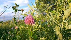 Клевер Улучшитель памяти растёт так на поле