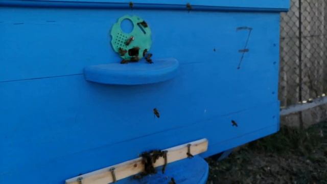Поверхностный осмотр пчел после февральских морозов. смотреть онлайн