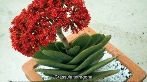 Денежное дерево — как выглядит, можно ли держать дома