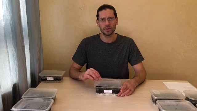 Всхожесть семян Павловнии гибрид Pao Tong Z07 Урожай 2021 смотреть онлайн