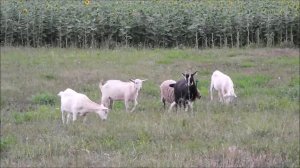 Козьи забавы