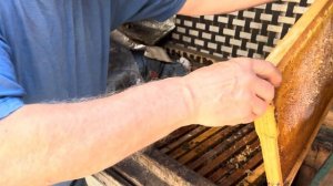 Когда можно расширять гнездо пчёл весной