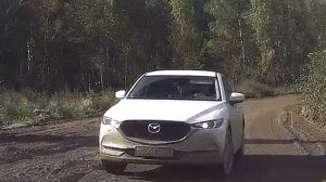 неожиданно встретил дятела на дороге