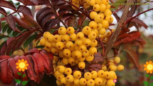 Рябина невежинская Жёлтая. Краткий обзор, описание ха?