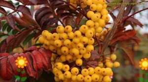 Рябина невежинская Жёлтая. Краткий обзор, описание ха?