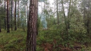 Работы по выборочной санитарной рубке (очистка мест рубок от порубочных остатков)