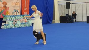 1000013336.mp4.Татьяна Мерляк.Соревнования по танцам с собаками.Экспофорум.Санкт-Петербург.23.08.202