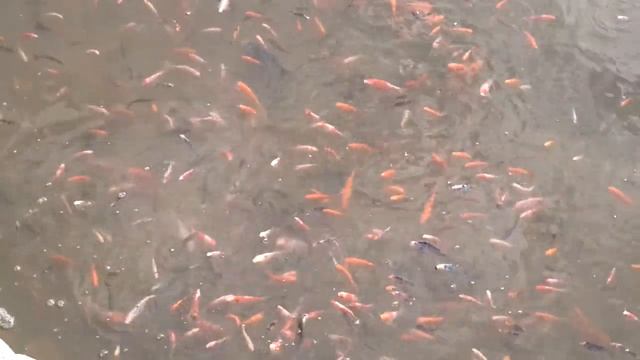 Много рыбы в водоеме смотреть онлайн