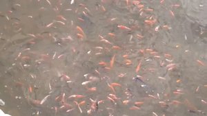 Много рыбы в водоеме