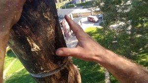 Валка деревьев частями