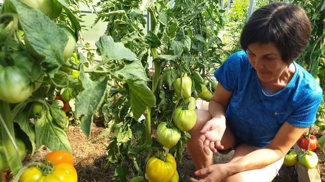 Обзор томатов в теплицах. Проверенные сорта и урожайные новинки. смотреть онлайн