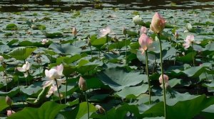 16=07=2025  КМР (60)КАРАСУН. ЛОТОС