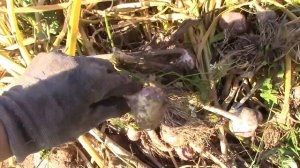 УБИРАЕМ ЧЕСНОК 2022