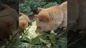 Ешь, ешь..потом на козла всё свалим😆))