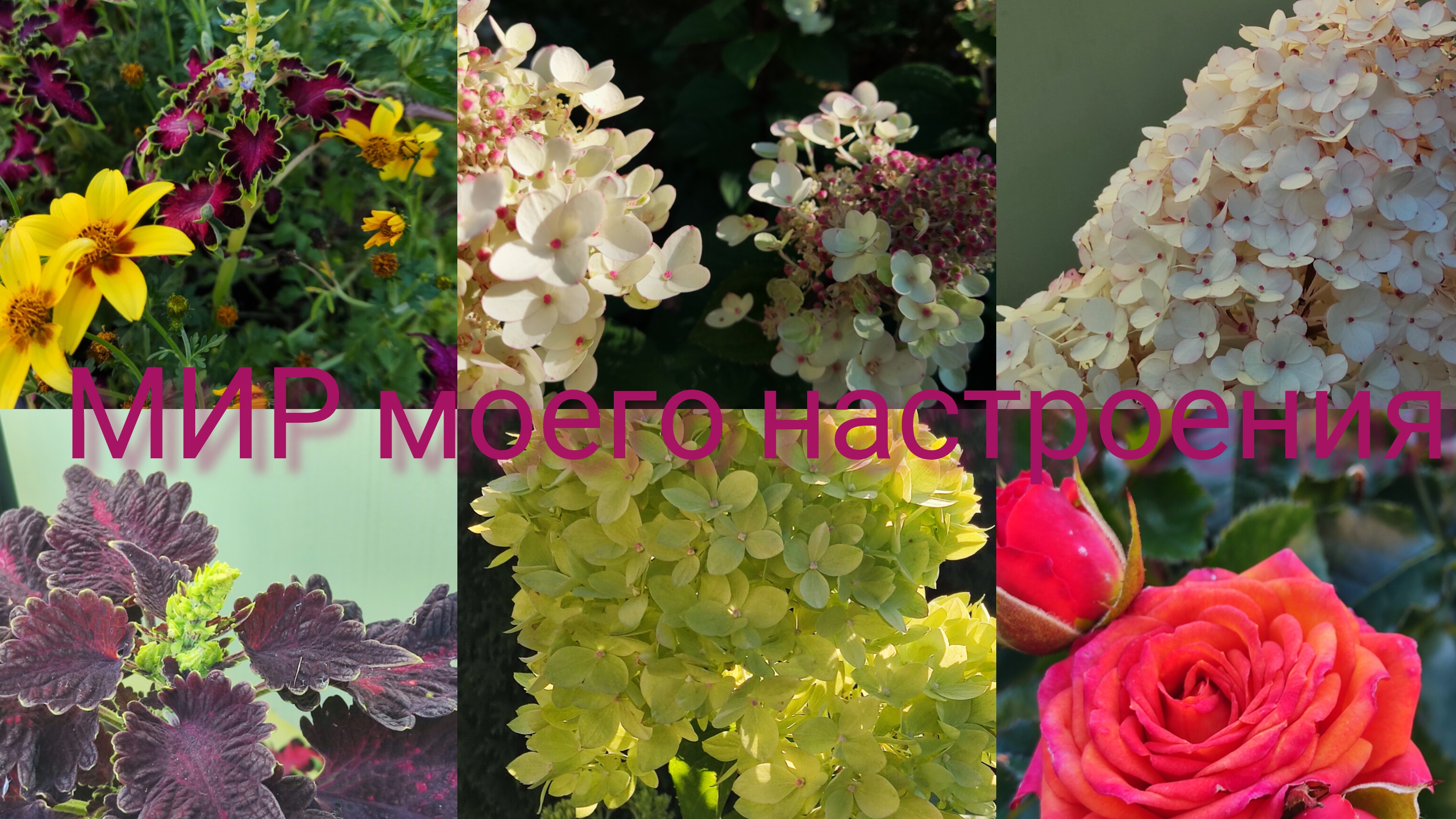 07.09.25 Дача.И опять  новые гортензии и туи.