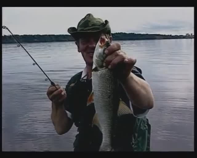 Как, ориентируясь на места охоты чаек, ищут и ловят спиннингом Обыкновенного жереха — Aspius aspius?