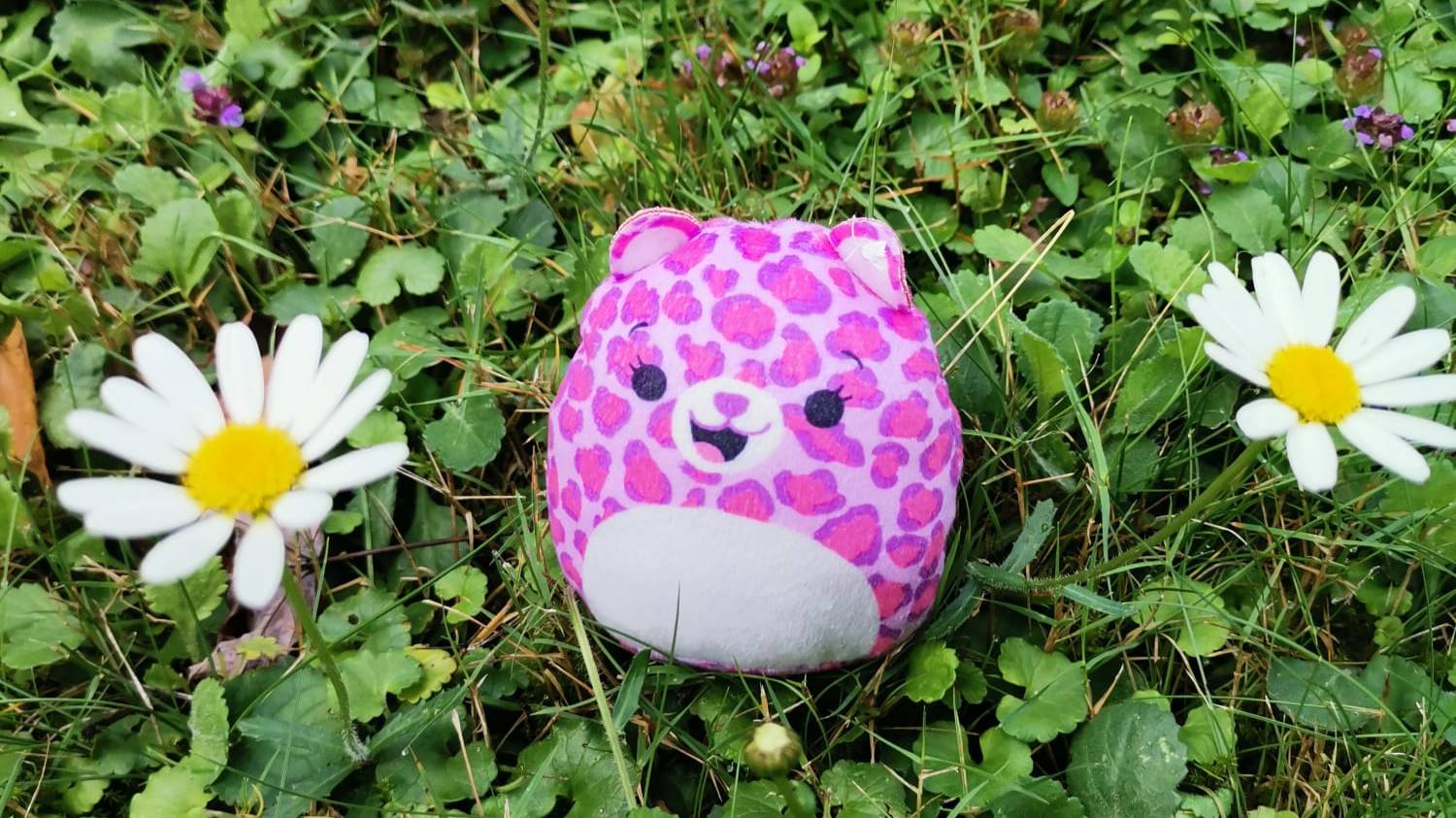 Сборка август,  Эви