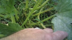 Вчерашний обзор нашего третьего кабачкового растения