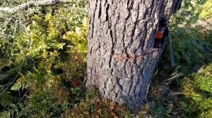Валка деревьев частями. Эпизод 2