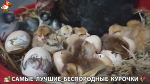 Цыплята и Курочки селяночки лучшие беспородные несушки 🥚 (296)