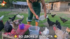 Содержание кур в домашних условиях и других птиц во дворе у Роберта 🐣🐤🦆🐔🪿🦃 (224)