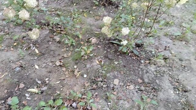 Эхинацеи и аистовый цветник.