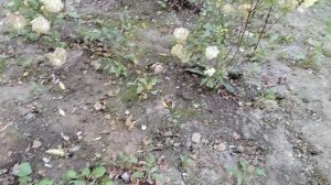 Эхинацеи и аистовый цветник.
