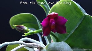 Phal. Miki Pure Love Red King