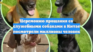Церемонию прощания со служебными собаками в Китае посмотрели миллионы человек