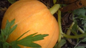 Вчерашняя срезка тыквы точно сорта "Богатырская Сила"
